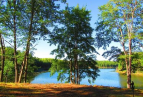 Aerial Bucket Services - Professional Tree Care